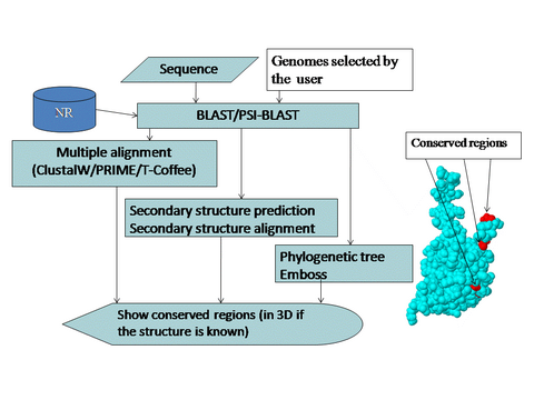 Comparative Protein Information Workflow